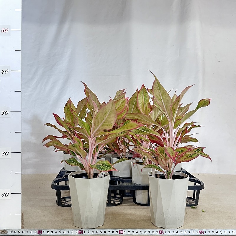 アグラオネマ　サイアムオーロラピンク★ うね下がるカッコよ仕立て3年もの♪特大株 アグラオネマ サイアムオーロラピンク☆ うね下がるカッコよ仕立て3年