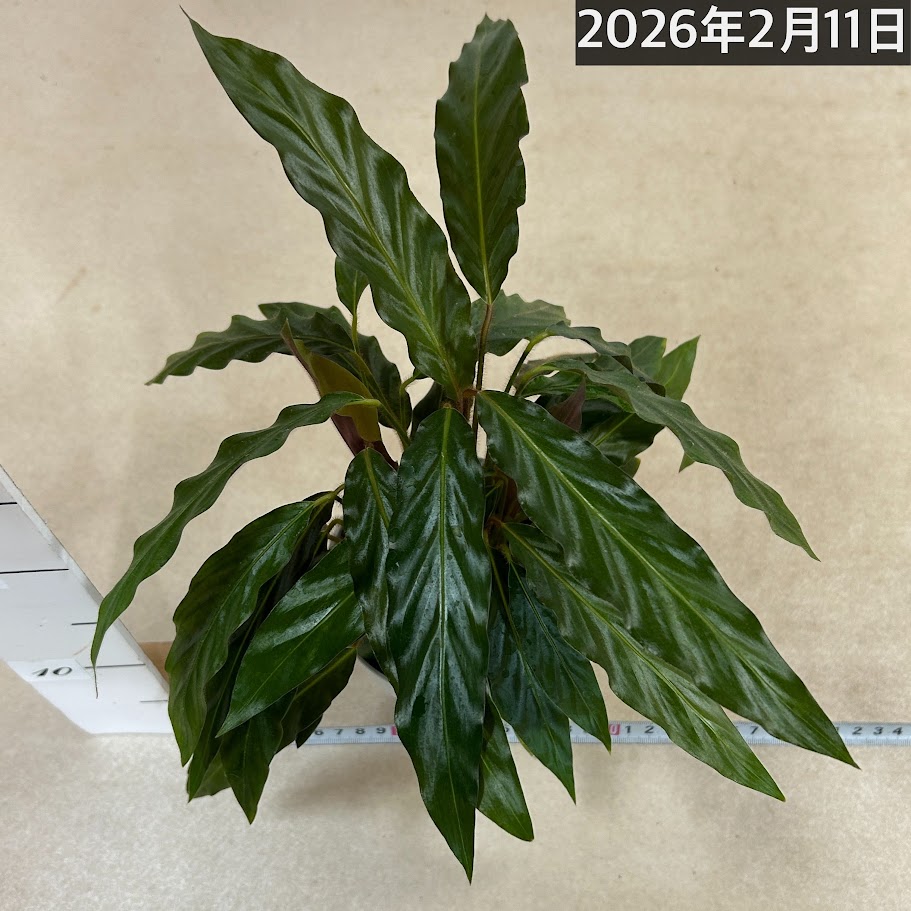 カラテア ルフィバルバ　観葉植物 ⠀ カラテア ルフィバルバ 葉裏と茎が赤紫色で、産毛のようなふわふわ