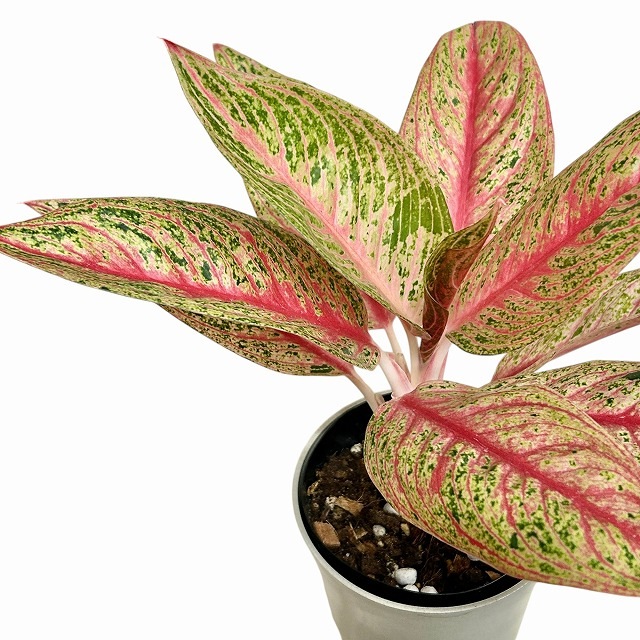 アグラオネマ レッドレガシー 4号ロング鉢(現品)｜芳樹園オンライン