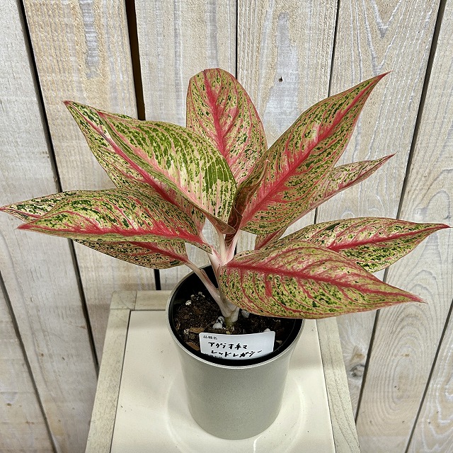 アグラオネマ レッドレガシー 4号ロング鉢(現品)｜芳樹園オンライン