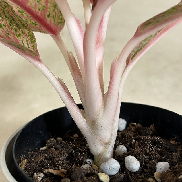 アグラオネマ レッドレガシー 4号ロング鉢(現品)｜芳樹園オンライン