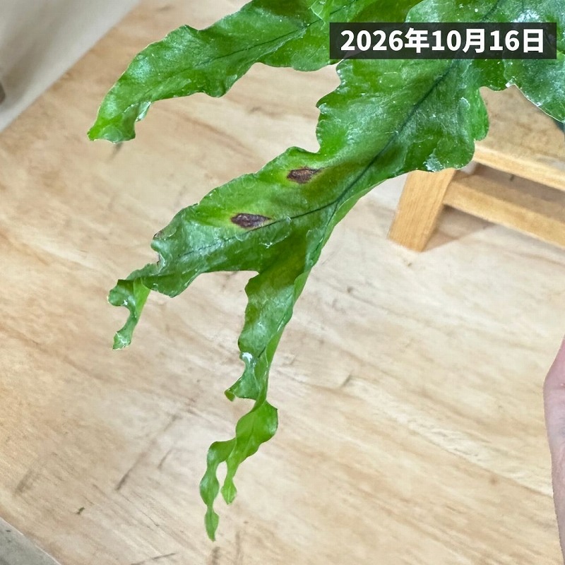 フレボシア ニコラスダイヤモンド 5号吊り鉢(個体おまかせ1鉢)｜株式