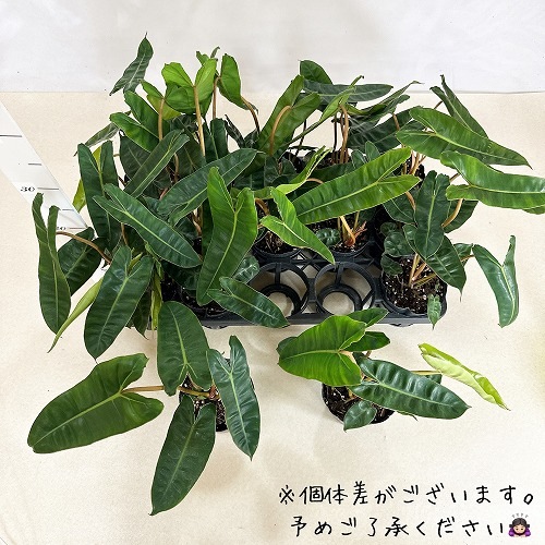 フィロデンドロン ビレッタエ 3.5号 ｜芳樹園オンラインショップ