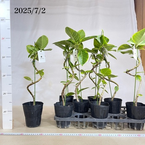 フィカス アルテシマ 曲がり 4号ポット｜芳樹園オンラインショップ