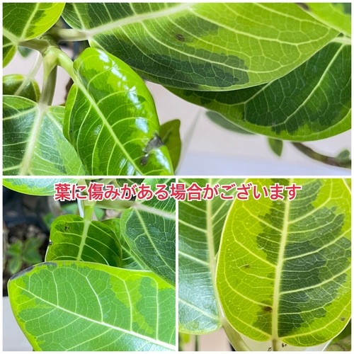 フィカス アルテシマ 曲がり 4号ポット｜芳樹園オンラインショップ