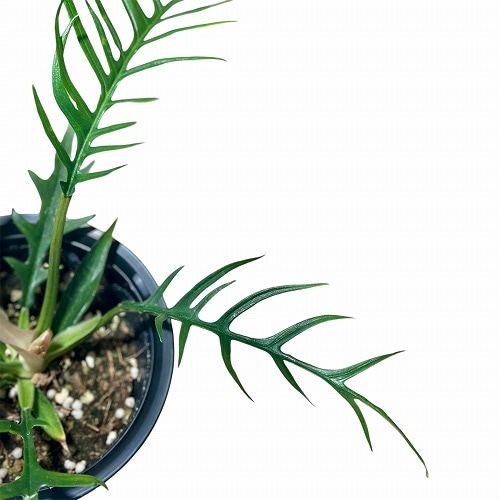 フィロデンドロン トルツム(トータム) 4号(個体おまかせ1鉢)｜芳樹園