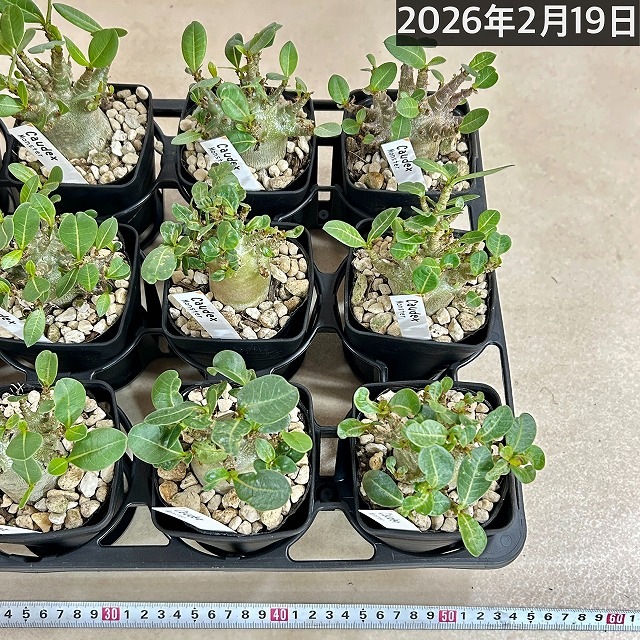 落葉中】アデニウム モンスター 3.5号角鉢(個体おまかせ1鉢)｜芳樹園