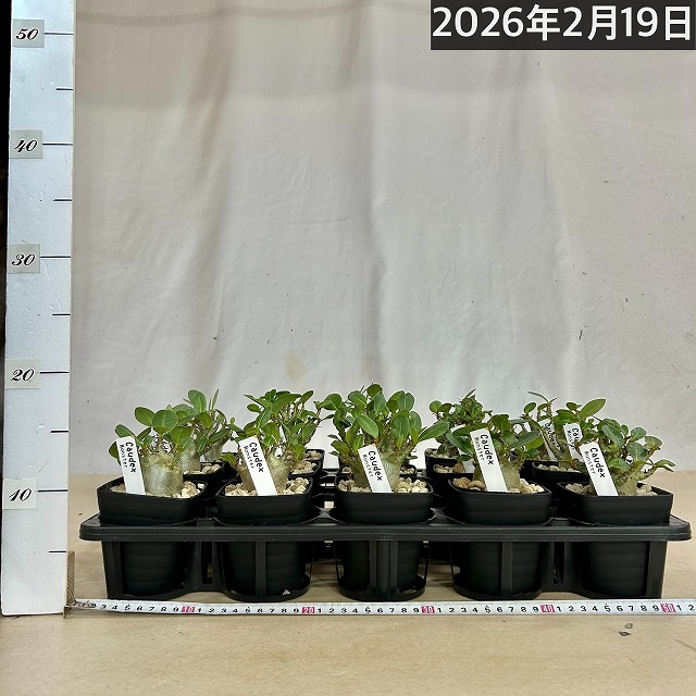 落葉中】アデニウム モンスター 3.5号角鉢(個体おまかせ1鉢)｜芳樹園
