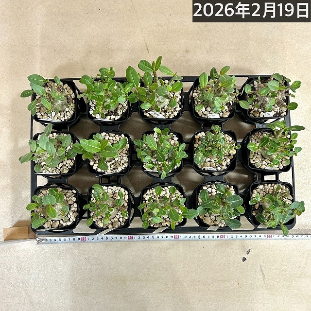 落葉中】アデニウム モンスター 3.5号角鉢(個体おまかせ1鉢)｜芳樹園