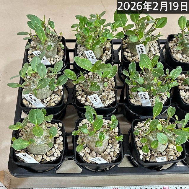 落葉中】アデニウム モンスター 3.5号角鉢(個体おまかせ1鉢)｜芳樹園