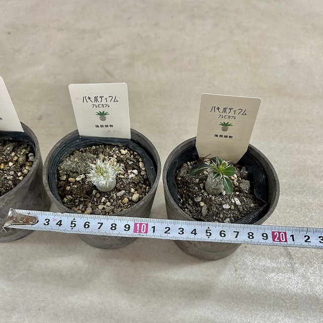 パキポディウム 恵比寿笑い(ブレビカウレ) 3.5号鉢カバー付き(個体