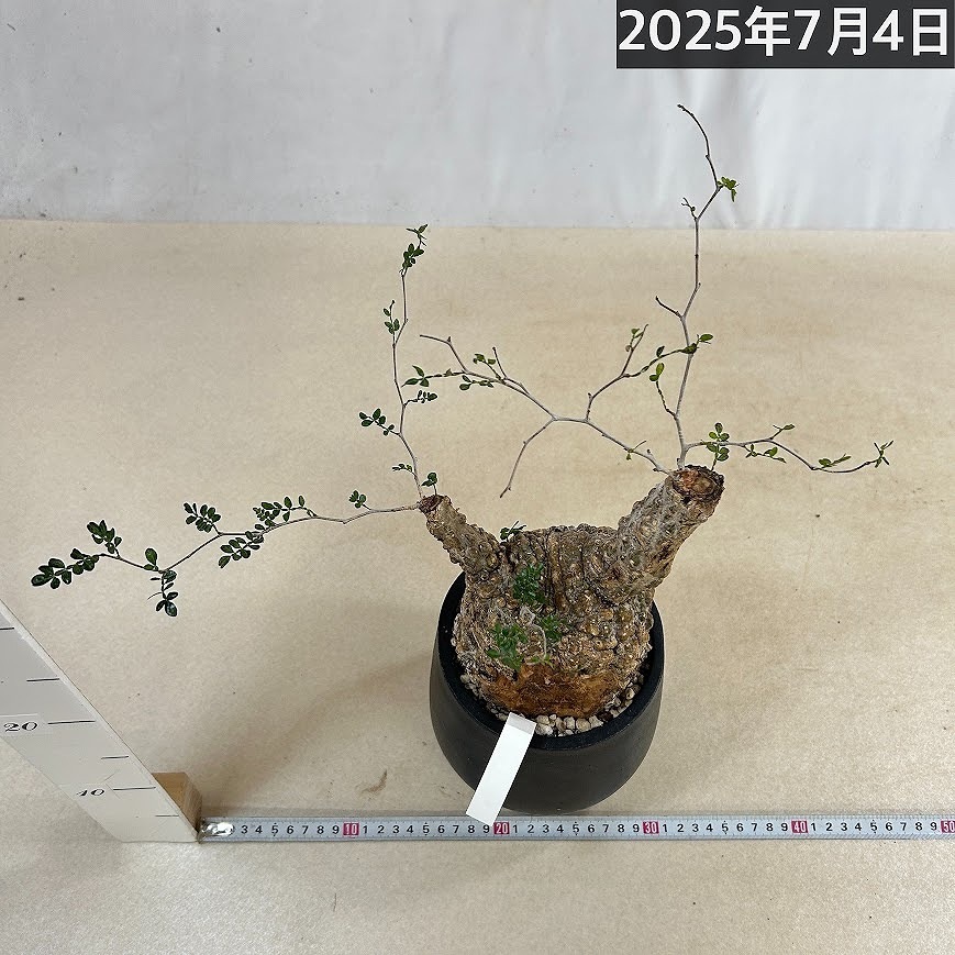 訳あり特価】オペルクリカリア パキプス(Operculicarya pachypus