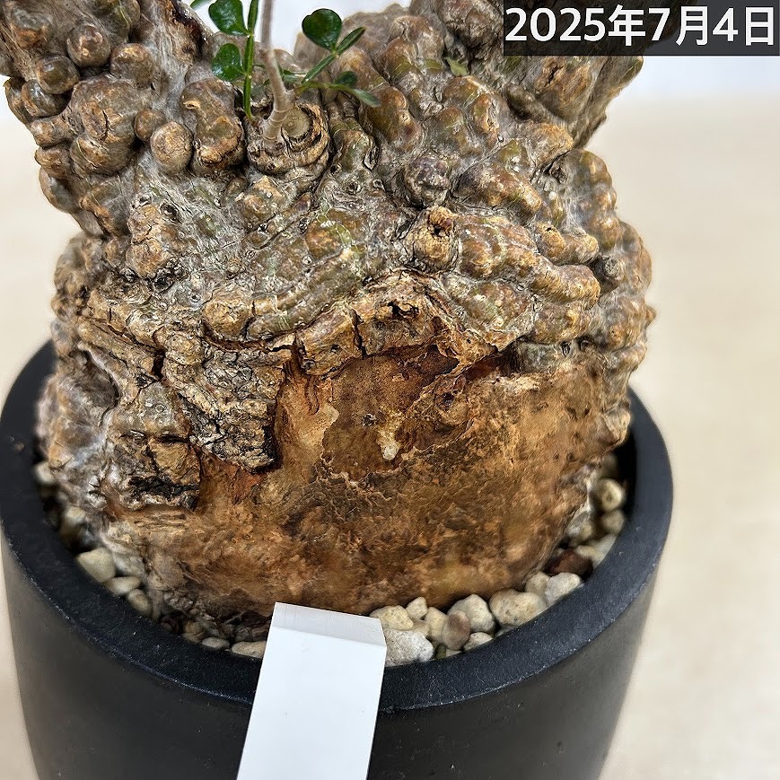 訳あり特価】オペルクリカリア パキプス(Operculicarya pachypus