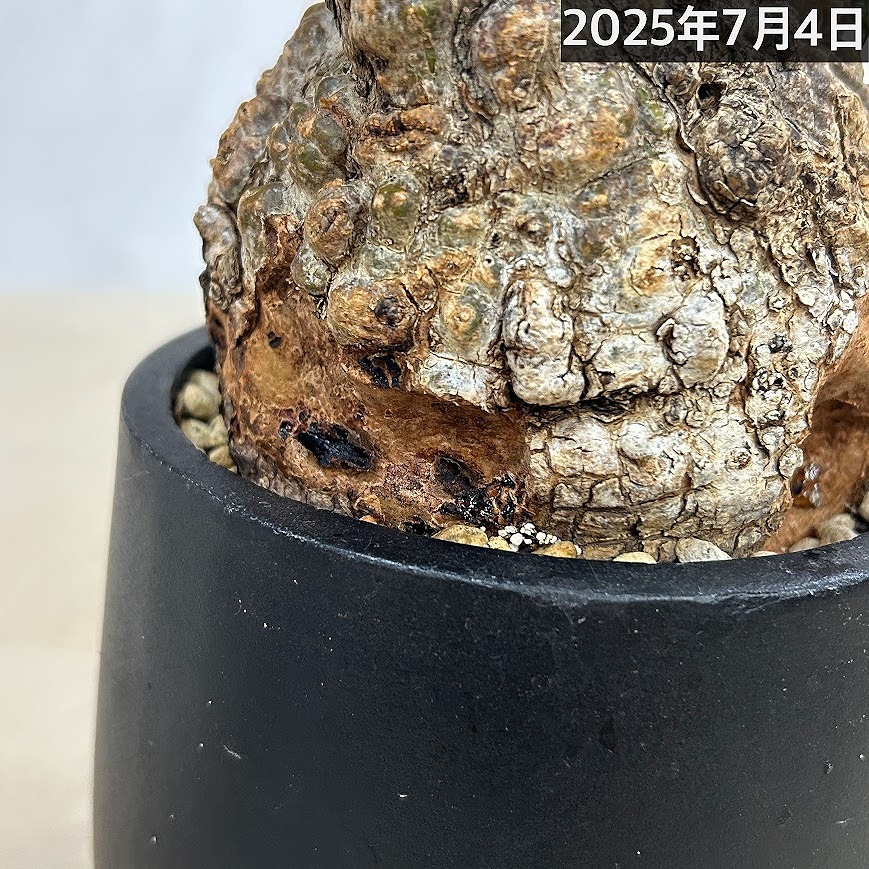 訳あり特価】オペルクリカリア パキプス(Operculicarya pachypus