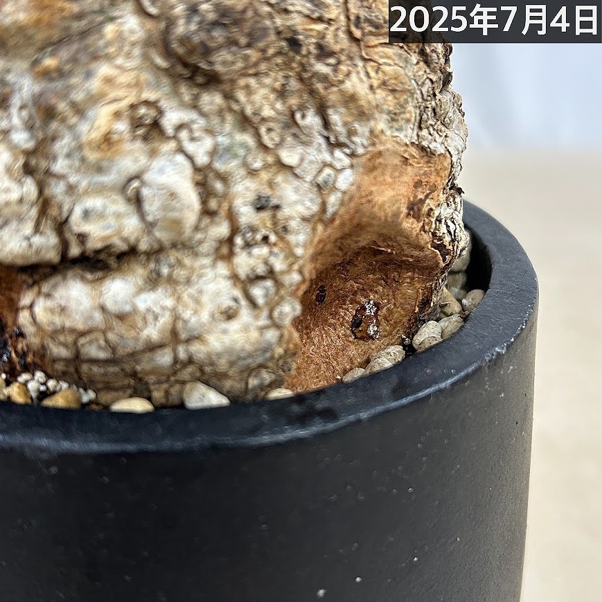 訳あり特価】オペルクリカリア パキプス(Operculicarya pachypus) 4号