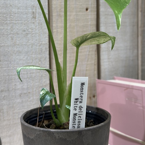 モンステラ ホワイトモンスター 3号(個体おまかせ1鉢)｜芳樹園