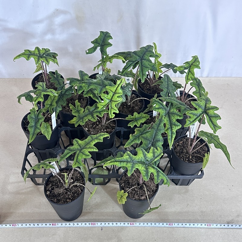 アロカシア ジャックリン 3.5号ロング鉢(個体おまかせ1鉢)｜芳樹園