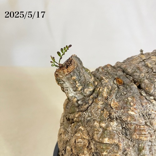 オペルクリカリア パキプス(Operculicarya pachypus) 5号｜芳樹園