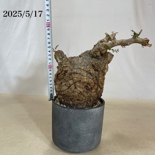 オペルクリカリア パキプス(Operculicarya pachypus) 5号