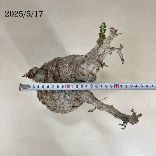 オペルクリカリア パキプス(Operculicarya pachypus) 5号｜芳樹園