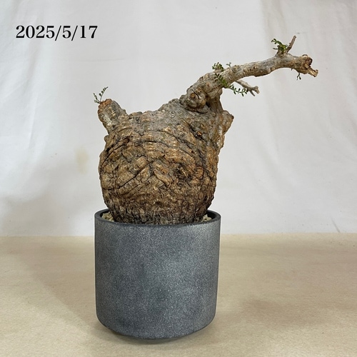 オペルクリカリア・パキプス オペルクリカリア パキプス-OP53 | Supervoid Caudex