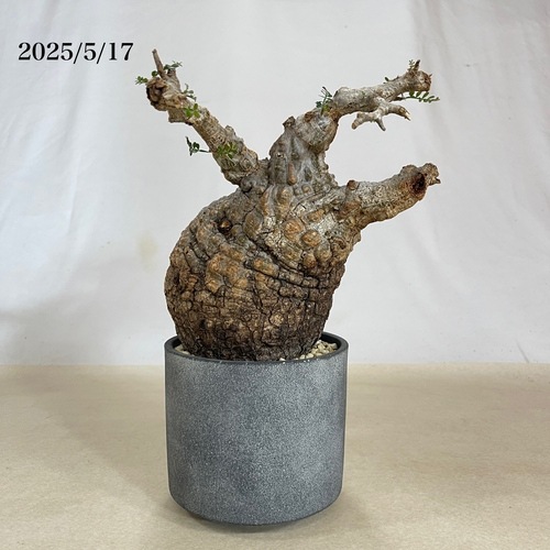 オペルクリカリア パキプス Operculicarya pachypus 14 発根済 Operculicarya Pachypus オペルクリカリア・パキプス