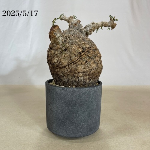 オペルクリカリア パキプス op05 オペルクリカリア パキプス(Operculicarya pachypus) 5号