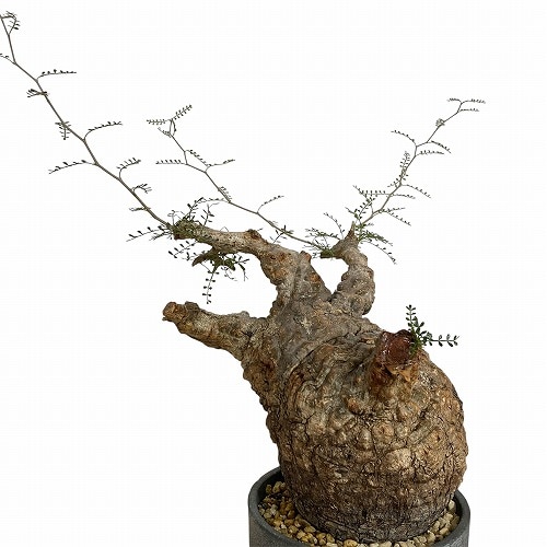 【Operculicarya pachypus｜オペルクリカリア・パキプス】 オペルクリカリア パキプス／Operculicarya pachypus 発根済