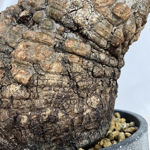 長*昭様 100粒種オペルクリカリア パキプスOperculicarya pac