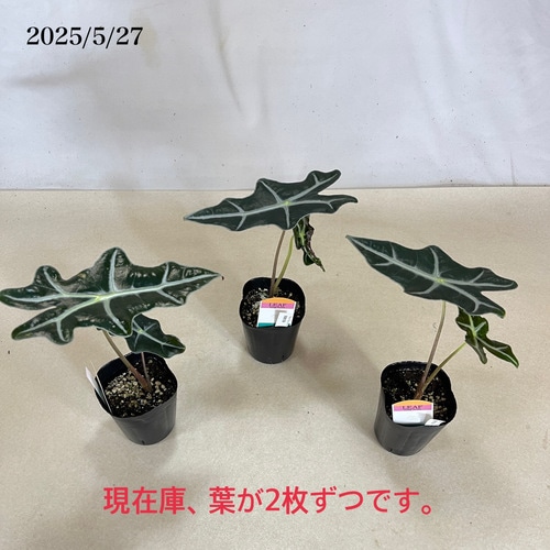 あんそら　ブリガミア インシグニ＋アロカシア サンデリアナ ノビリス あんそら様専用 ブリガミア インシグニ＋アロカシア