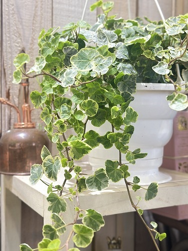 ヘデラ ヘリックス(アイビー) シルバーチャーミー 6号吊り鉢(個体
