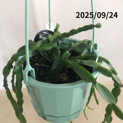 訳あり特価】リプサリス パラドクサ 5号吊り鉢(個体おまかせ1鉢