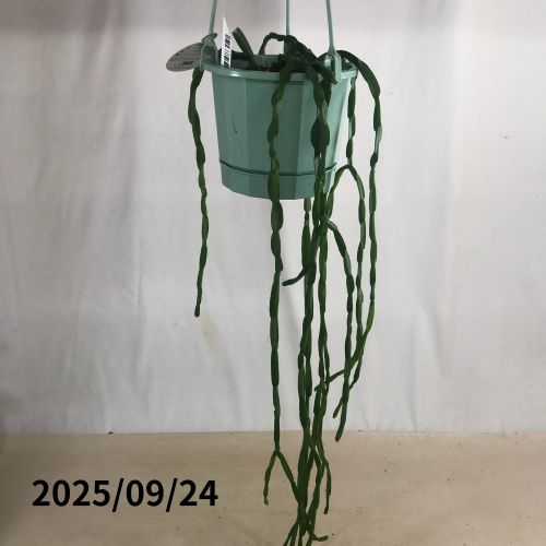 訳あり特価】リプサリス パラドクサ 5号吊り鉢(個体おまかせ1鉢