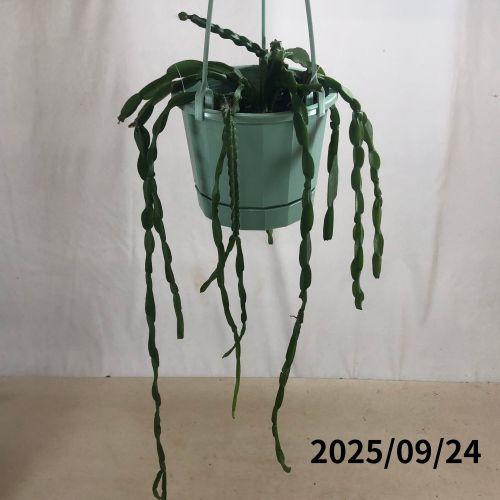 希少　パープルリプサリス　ディソカクタス　アマゾニクス　5号　吊り鉢 希少 パープルリプサリス ディソカクタス アマゾニクス 5号 吊り鉢