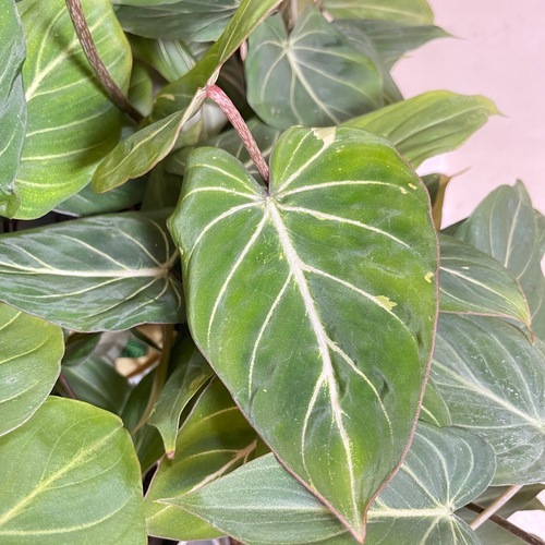 葉のボリューム少なめ】フィロデンドロン グロリオーサム 4号プラ鉢