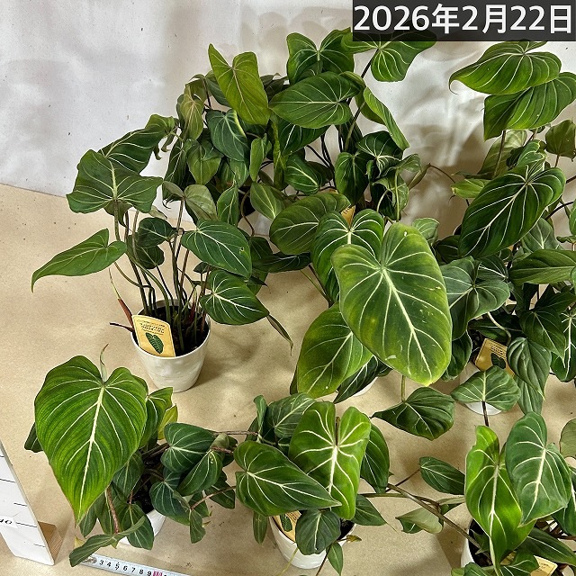 葉のボリューム少なめ】フィロデンドロン グロリオーサム 4号プラ鉢