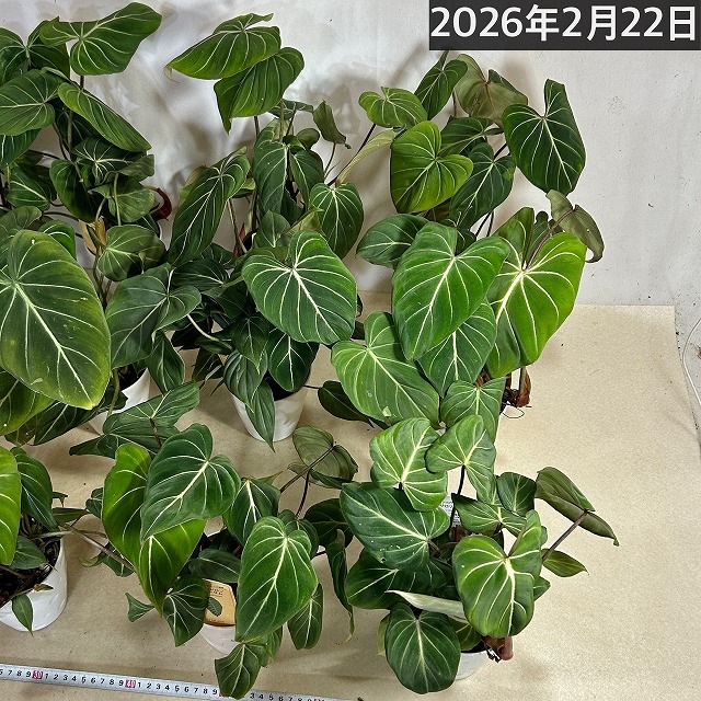 葉のボリューム少なめ】フィロデンドロン グロリオーサム 4号プラ鉢