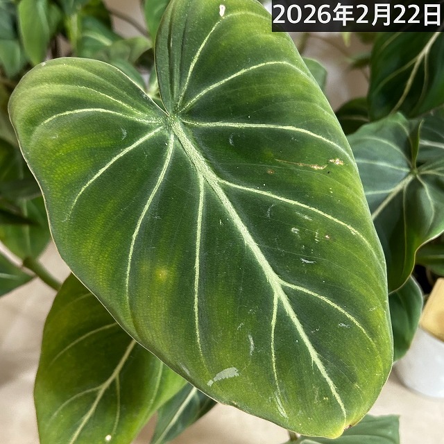 葉のボリューム少なめ】フィロデンドロン グロリオーサム 4号プラ鉢