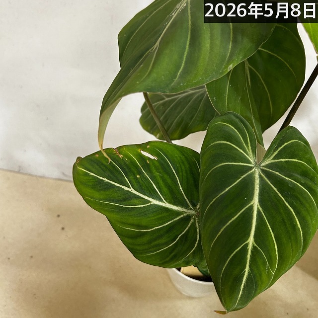フィロデンドロン グロリオサム 4号プラ鉢｜芳樹園オンラインショップ