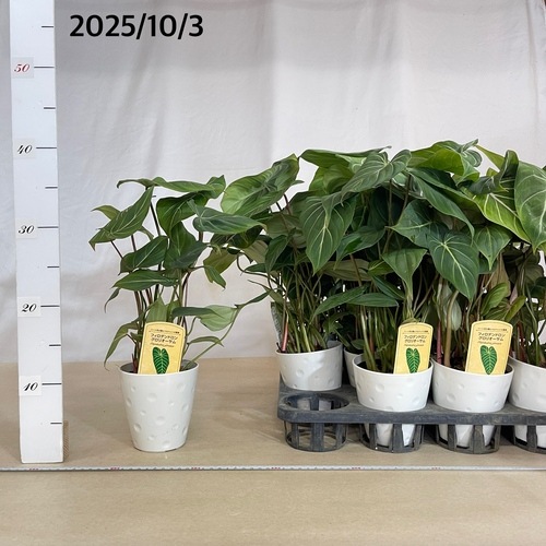 速達【フィロデンドロン・グロリオーサム albo var.】 速達