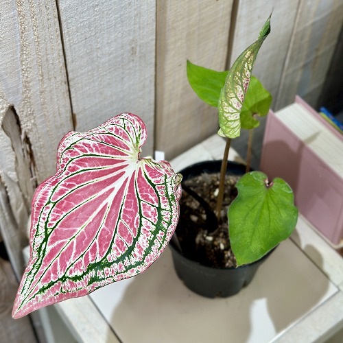 カラジューム　ピンクシンフォニー 植物販売】兵庫県宝塚市㈱陽春園植物場ネット