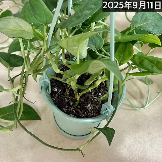 モンテスラ モンステラ・ホワイトモンスター 超希少白斑モンステラ | 希少
