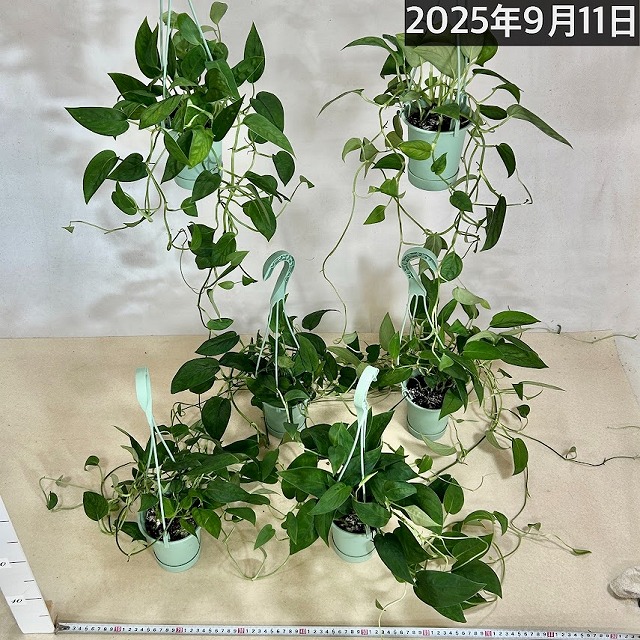 ꧁開花結実実績あり！　特大のモンステラ꧂ 観葉植物 モンステラ 6号 根あがり ラウンド 付き | 観葉植物