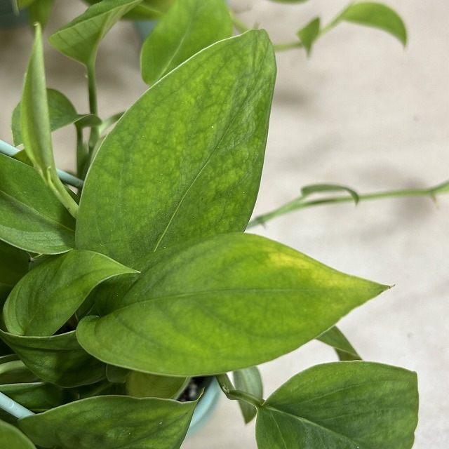 観葉植物　モンステラ モンステラ 観葉植物 造花 鉢植え プラント EE4610-96（商品番号