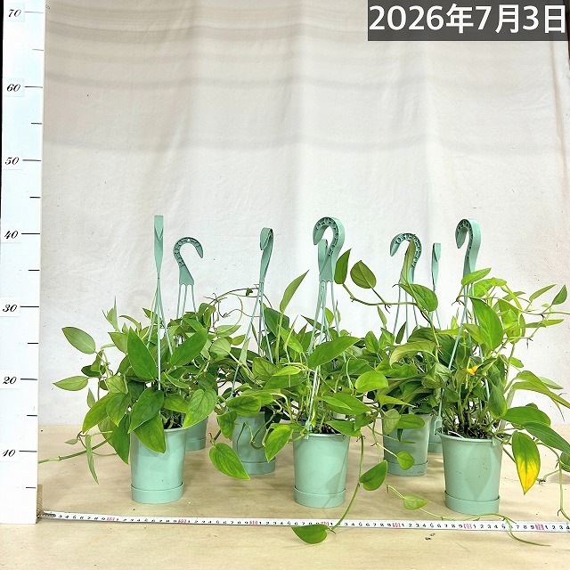 モンステラ 2224 3.5号吊り鉢(個体おまかせ1鉢)｜芳樹園オンラインショップ