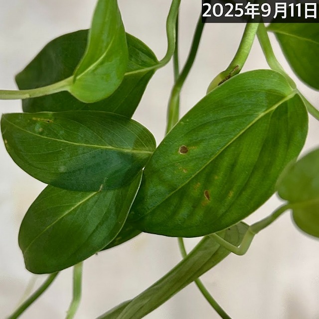 モンステラ 観葉植物 モンステラ 3号 アダ シリンダー 11 | 観葉植物ならHitoHana