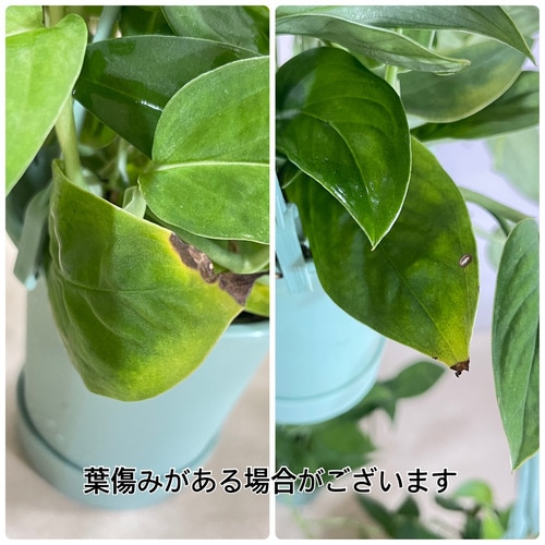 モンステラ　専用 monstera-457_1.jpg?1648046087