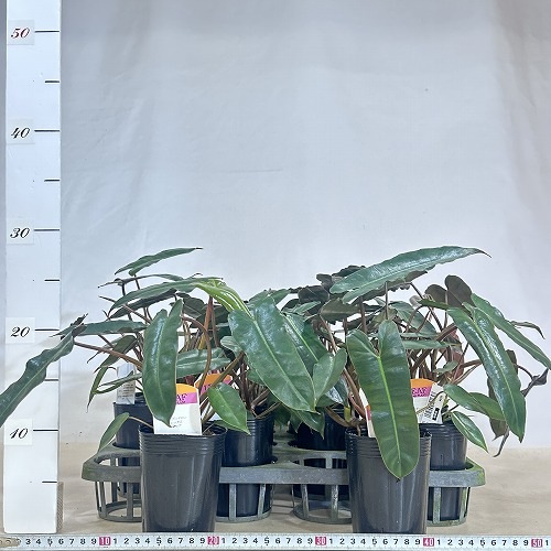 フィロデンドロン ビレッタエブラック(ビレッティアエ) 3号ロング