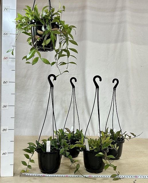 ホヤ ラクノーサ 4号吊り鉢(黒鉢)(個体おまかせ1鉢)｜芳樹園オンライン