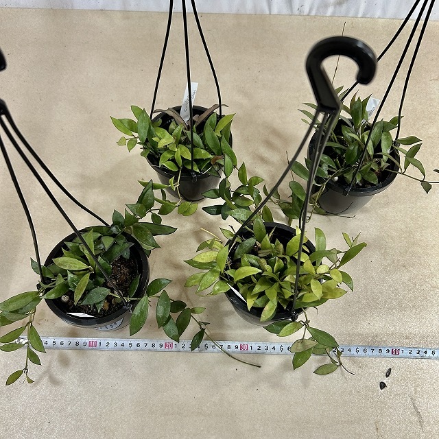 ホヤ ラクノーサ 4号吊り鉢(黒鉢)(個体おまかせ1鉢)｜芳樹園オンライン